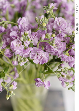 Bouquet of Beautiful lilac color gillyflower, levkoy or mattiola. Spring flowers in vase on wooden 40231652