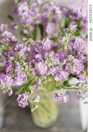 Bouquet of Beautiful lilac color gillyflower, levkoy or mattiola. Spring flowers in vase on wooden Bouquet of Beautiful lilac color gillyflower, levkoy or mattiola. Spring flowers in vase on wooden 40231653