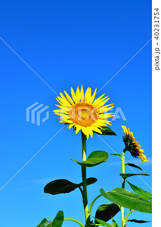 青空と太陽のようなヒマワリが咲く座間ヒマワリ祭り 40231754