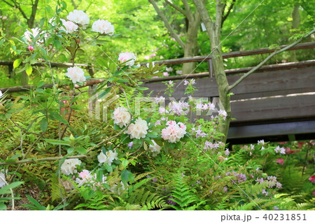 西洋シャクナゲの花 西洋シャクナゲの花 40231851