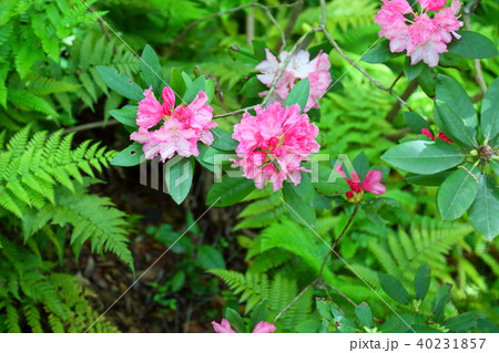 西洋シャクナゲの花 西洋シャクナゲの花 40231857