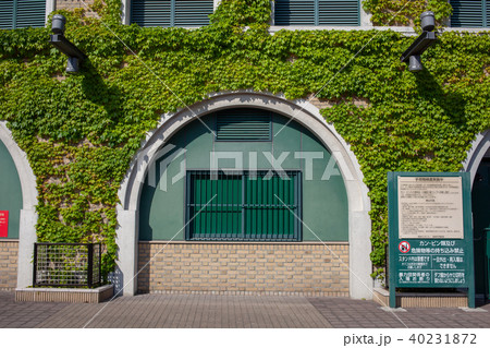 蔦の葉 甲子園甲子園の写真素材