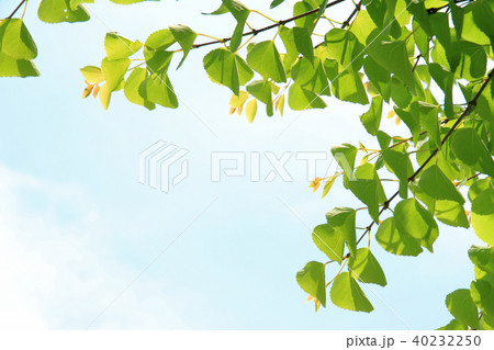 新緑　若葉 40232250