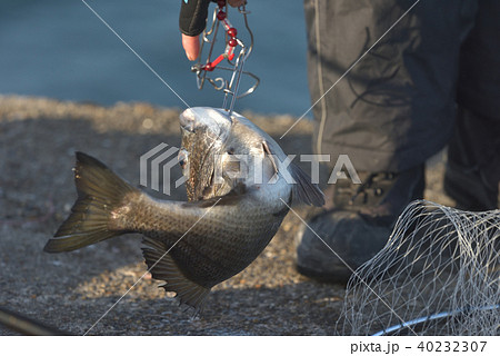 釣り上げられた黒鯛 釣り上げられた黒鯛 40232307