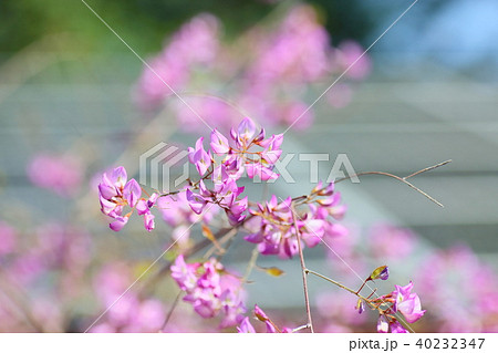 ウンナンハギの花 ウンナンハギの花 40232347