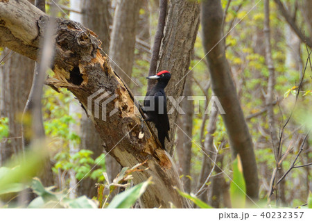 宮丘公園 クマゲラ 宮丘公園 クマゲラ 40232357