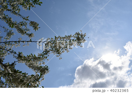 エゴノキ エゴノキ 40232365