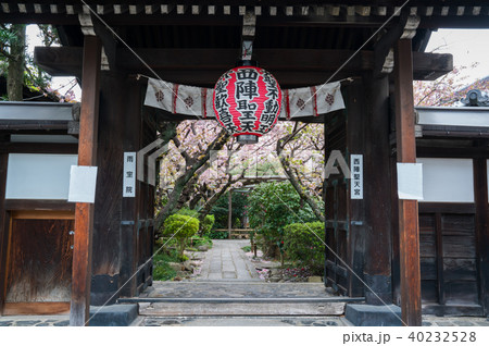 京都　雨宝院の桜 40232528