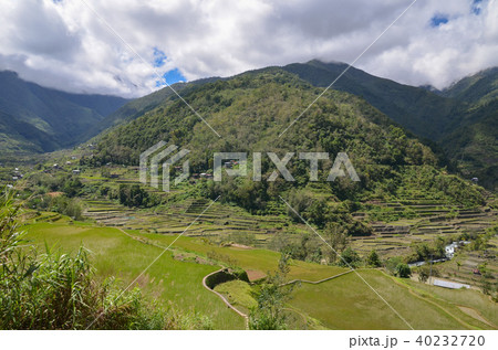 ハパオライステラス 40232720