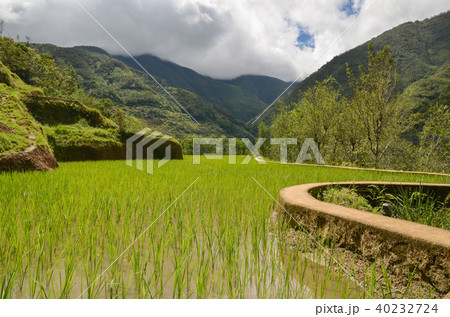 ハパオライステラス ハパオライステラス 40232724