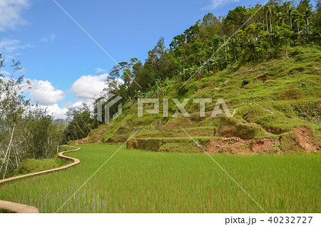 ハパオライステラス ハパオライステラス 40232727