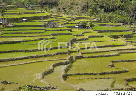 ハパオライステラス 40232729