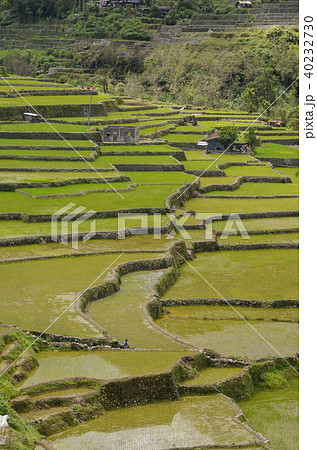 ハパオライステラス ハパオライステラス 40232730