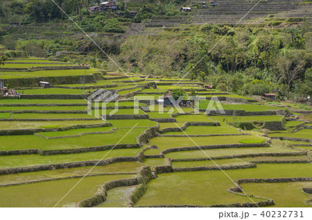 ハパオライステラス 40232731