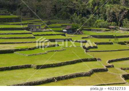 ハパオライステラス ハパオライステラス 40232733