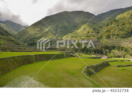 ハパオライステラス ハパオライステラス 40232738