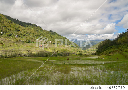 ハパオライステラス ハパオライステラス 40232739