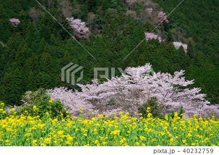 京都　大原の里　桜と菜の花 40232759