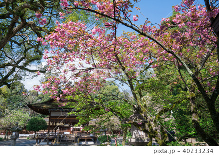 京都 平野神社の八重桜の写真素材