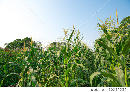 Corn plant in agricultural field Corn plant in agricultural field 40233235