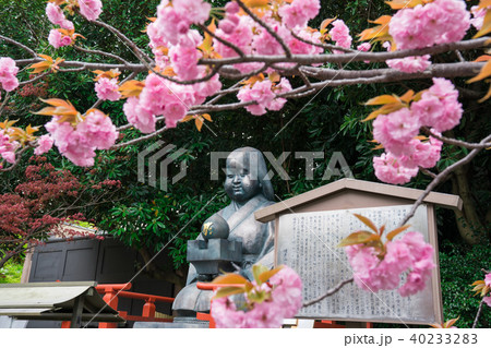 京都　千本釈迦堂のおかめ像と八重桜 40233283