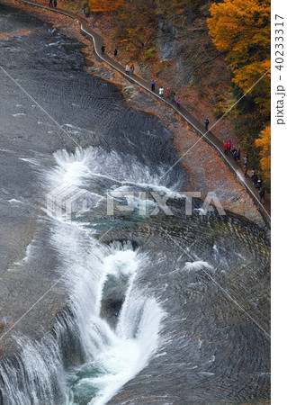 【紅葉最盛期】吹割の滝・吹割渓谷の紅葉（観瀑台より） 40233317