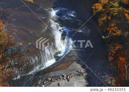 【紅葉最盛期】吹割の滝・吹割渓谷の紅葉（観瀑台より） 40233355