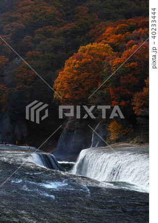 【紅葉最盛期】吹割の滝・吹割渓谷の紅葉（午後） 40233444