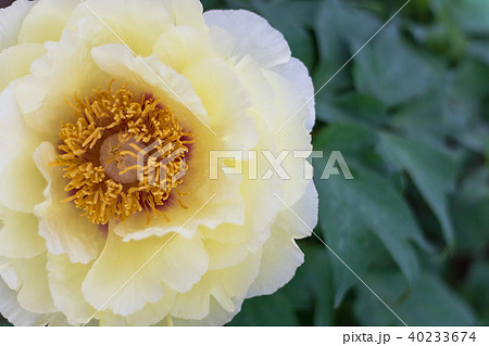 牡丹の花 牡丹の花 40233674