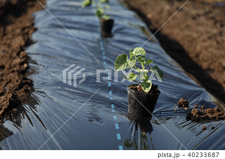植え付け苗 40233687