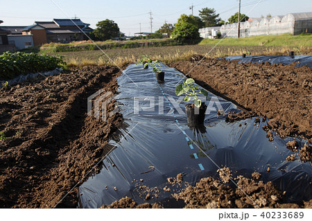黄ウリ植え付け 黄ウリ植え付け 40233689
