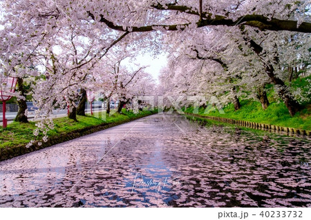 桜 さくら サクラ 40233732