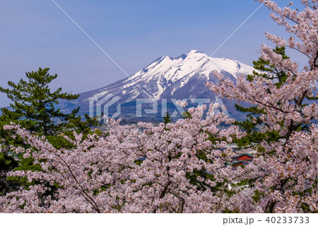 弘前城 弘前城址 桜 40233733