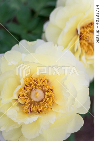 牡丹の花 40233734