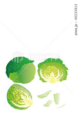カット野菜キャベツのイラスト素材 40233913 Pixta