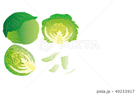 カット野菜キャベツのイラスト素材 40233917 Pixta