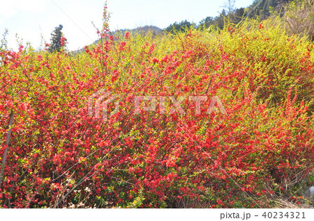 赤い色の木瓜の花木 40234321