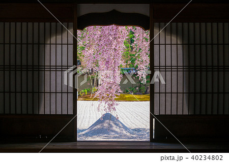 京都　高台寺の枝垂れ桜 40234802