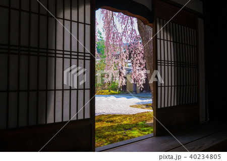 京都　高台寺の枝垂れ桜 40234805