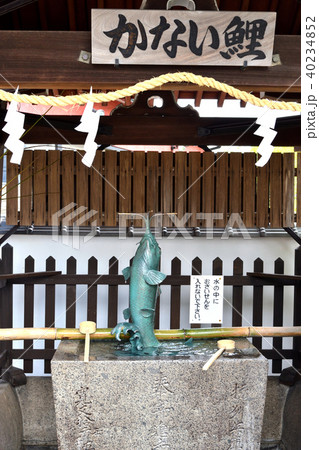 北野天満神社のかない鯉（神戸・北野） 40234852