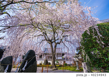 京都 本満寺の枝垂れ桜 京都 本満寺の枝垂れ桜 40234943