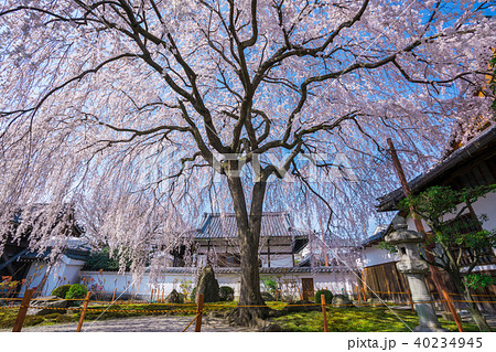 京都　本満寺の枝垂れ桜 40234945