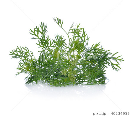 dill isolated (dill, fennel, herb) dill isolated (dill, fennel, herb) 40234955