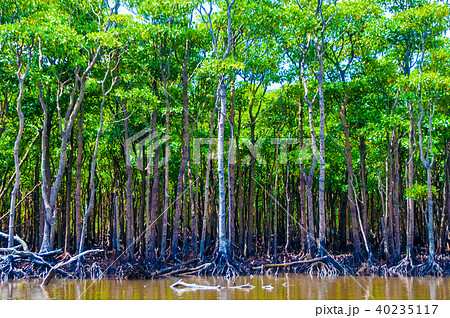 ヤエヤマヒルギ 40235117