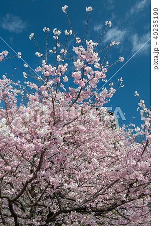 国立劇場の桜・神代曙（東京都） 40235190