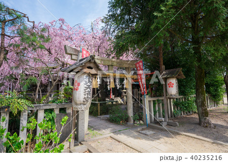 京都 水火天満宮の枝垂れ桜 京都 水火天満宮の枝垂れ桜 40235216