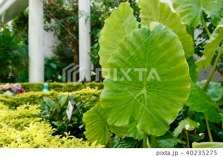 里芋の葉っぱ 40235275
