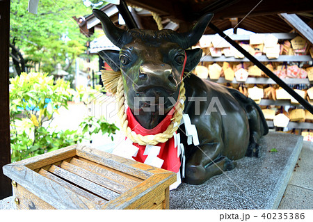 北野天満神社の御神牛（神戸・北野）の写真素材 [40235386] - PIXTA