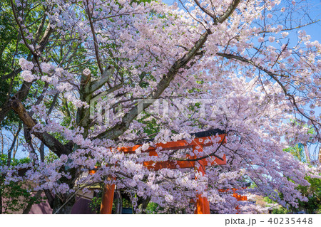 京都 竹中稲荷神社の桜 京都 竹中稲荷神社の桜 40235448