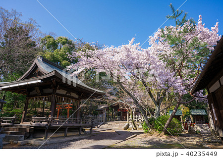 京都 竹中稲荷神社の桜 京都 竹中稲荷神社の桜 40235449